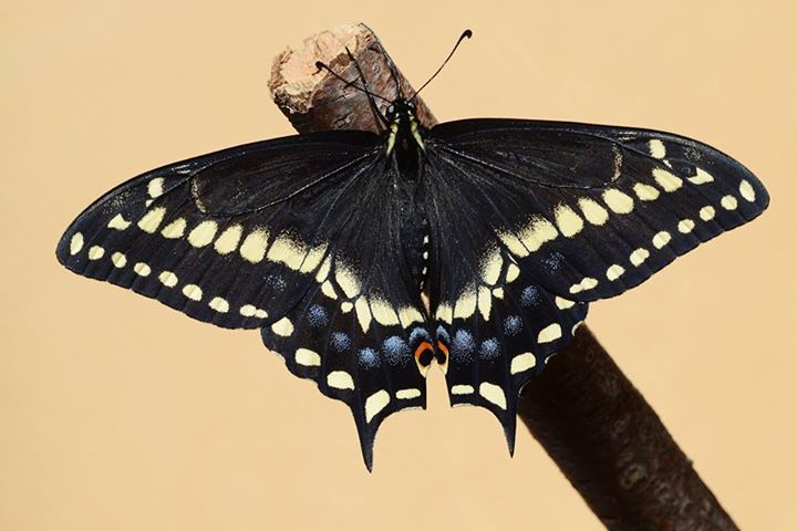 Papilio brevicauda x zelicaon female hybrid (brevicauda male x zelicaon female) (Internet Image property of respective owner, non-commercial use only)
